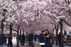 Auburn japanese garden cherry blossom festival