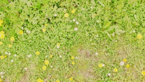 Stokrotki 3 i dandelions zdjęcie stock Stokrotki 3 i dandelions zdjęcie stock