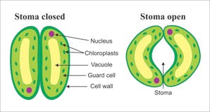  stomata