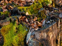 Stomp met groen mos in het bos stock afbeelding Stomp met groen mos in het bos stock afbeelding