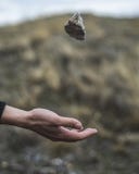Stone hovering over the arm. A stone thrown into the air. Gravity royalty free stock photography Stone hovering over the arm. A stone thrown into the air. Gravity royalty free stock photography