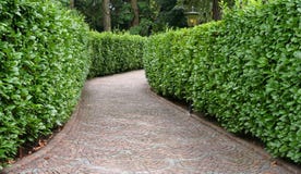 stone pathway between hedge