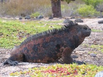 Stonefish στην κοραλλιογενή ύφαλο στοκ εικόνες Stonefish στην κοραλλιογενή ύφαλο στοκ εικόνες
