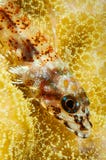 stonycoral ghostgoby fish