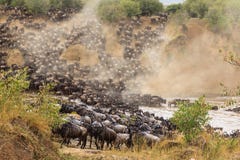 Stor flyttning i Afrika Enorma flockar av gnu korsar floden kenya mara masai royaltyfria foton Stor flyttning i Afrika Enorma flockar av gnu korsar floden kenya mara masai royaltyfria foton
