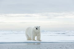 Stor isbjörn på kanten för drivais med snö ett vatten i arktiska Svalbard royaltyfri foto Stor isbjörn på kanten för drivais med snö ett vatten i arktiska Svalbard royaltyfri foto