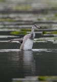 Stor krönad dopping Chick Trying Its Wings royaltyfri bild Stor krönad dopping Chick Trying Its Wings royaltyfri bild