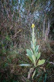 Stor kunglig stearinljus` för mullein eller för `, arkivbild Stor kunglig stearinljus` för mullein eller för `, arkivbild