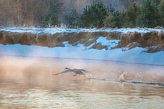 Stor svanspring på vattenyttersida på gryningen royaltyfri bild Stor svanspring på vattenyttersida på gryningen royaltyfri bild