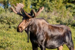 Stor tjurälg i sommarsammet royaltyfri fotografi Stor tjurälg i sommarsammet royaltyfri fotografi