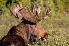Stor tjurälg i sommarsammet royaltyfria bilder Stor tjurälg i sommarsammet royaltyfria bilder