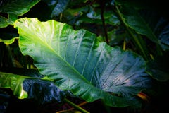 stora greenleaves fotografering för bildbyråer stora greenleaves fotografering för bildbyråer