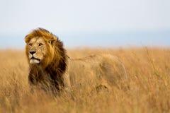 Stora Lion Caesar i masaien Mara arkivbild Stora Lion Caesar i masaien Mara arkivbild