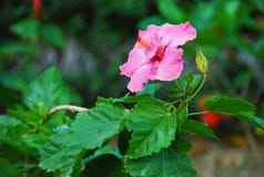 Stora rosa ljusa hibiskusblommor - gröna sidor arkivbilder Stora rosa ljusa hibiskusblommor - gröna sidor arkivbilder