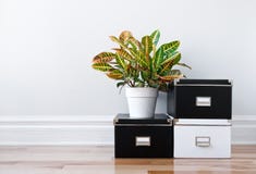 Storage boxes and green plant in a room