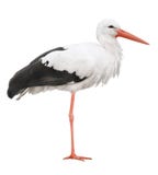 Storch Storch