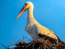 Storch in seinem Nestabschluß oben lizenzfreies stockfoto Storch in seinem Nestabschluß oben lizenzfreies stockfoto