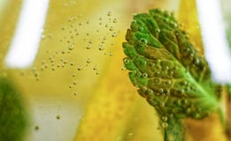 Storen specificerar! vatten citrus, coctail, förkylning, drink, frukt, mintkaramell, sommar, detox arkivfoton Storen specificerar! vatten citrus, coctail, förkylning, drink, frukt, mintkaramell, sommar, detox arkivfoton