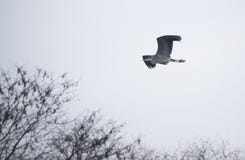 Stork royalty free stock images Stork royalty free stock images