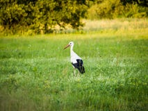 Stork walking on field stock image