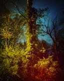 Stormachtige nacht oude boom royalty-vrije stock fotografie Stormachtige nacht oude boom royalty-vrije stock fotografie