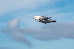 Stormfågelflyg arkivbilder Stormfågelflyg arkivbilder