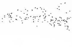 Stormo delle anatre profilate su un fondo bianco fotografia stock libera da diritti Stormo delle anatre profilate su un fondo bianco fotografia stock libera da diritti
