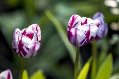A story of Tulip royalty free stock photos A story of Tulip royalty free stock photos