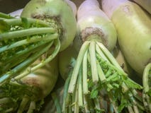 Stos duża, długa, gigantyczna, biała Japońska rzodkiew, zdjęcie stock Stos duża, długa, gigantyczna, biała Japońska rzodkiew, zdjęcie stock
