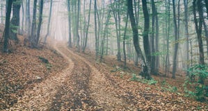 Strada non asfaltata nella magia e nella foresta nebbiosa del faggio di mattina immagini stock libere da diritti Strada non asfaltata nella magia e nella foresta nebbiosa del faggio di mattina immagini stock libere da diritti
