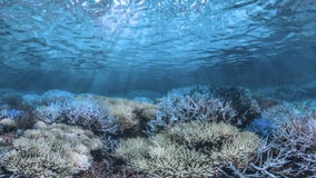 Stralen die van zonlicht hierboven glanzen van, doordringend diep duidelijk blauw water, die een mooi watergordijn veroorzaken om stock videobeelden Stralen die van zonlicht hierboven glanzen van, doordringend diep duidelijk blauw water, die een mooi watergordijn veroorzaken om stock videobeelden