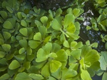 Stratiotes Linn Pistia плавают на поверхностную воду стоковые изображения Stratiotes Linn Pistia плавают на поверхностную воду стоковые изображения