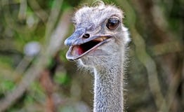 Strauß lizenzfreies stockfoto Strauß lizenzfreies stockfoto