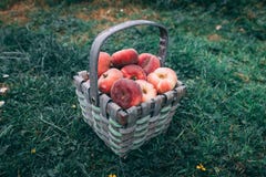 Straw basket full of donut peaches laying on the grass royalty free stock photos Straw basket full of donut peaches laying on the grass royalty free stock photos
