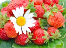 Strawberries And Chamomile Stock Image