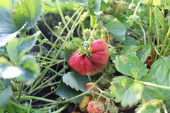 Strawberries during harvest hanging on the branches. royalty free stock image Strawberries during harvest hanging on the branches. royalty free stock image