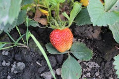Strawberries during harvest hanging on the branches. stock images Strawberries during harvest hanging on the branches. stock images