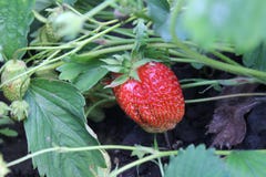 Strawberries during harvest hanging on the branches. royalty free stock photo Strawberries during harvest hanging on the branches. royalty free stock photo