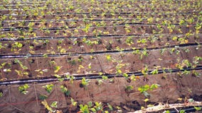 Strawberry Farm. Strawberry Plantation The natural way Without plastic. Strawberry Farm. Strawberry Plantation The natural way Without plastic royalty free stock photography Strawberry Farm. Strawberry Plantation The natural way Without plastic. Strawberry Farm. Strawberry Plantation The natural way Without plastic royalty free stock photography