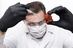 In a strawberry of unusual shape, a scientist in protective goggles, a mask and gloves makes an injection stock image In a strawberry of unusual shape, a scientist in protective goggles, a mask and gloves makes an injection stock image