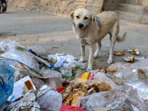 Stray dog searching food