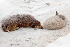 Stray Dogs Sleeping In The Snow Stock Photography