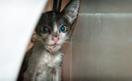 Stray Kitten with Mouth Injury Hiding Behind a Public Toilet. royalty free stock photography Stray Kitten with Mouth Injury Hiding Behind a Public Toilet. royalty free stock photography