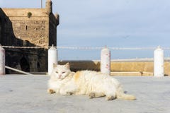 Straßenkatze auf den Straßen von Marrakesch und von Essaouira in Marokko im Fischereihafen und Medina nahe der Wand lizenzfreies stockfoto Straßenkatze auf den Straßen von Marrakesch und von Essaouira in Marokko im Fischereihafen und Medina nahe der Wand lizenzfreies stockfoto