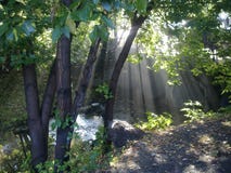 Stream creek sun trees summer Royalty Free Stock Image Stream creek sun trees summer Royalty Free Stock Image