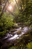 A Stream in the Rainforest