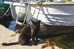 Street cat on the beach in the port city. The cat sits near the yacht and looks into the sea. stock photo Street cat on the beach in the port city. The cat sits near the yacht and looks into the sea. stock photo