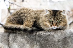 Street cat is cold in winter stock photo Street cat is cold in winter stock photo