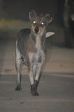 Street Dog Wallpaper Portrait. stock image Street Dog Wallpaper Portrait. stock image