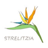 Strelitzia kwitnie na białym tle royalty ilustracja Strelitzia kwitnie na białym tle royalty ilustracja